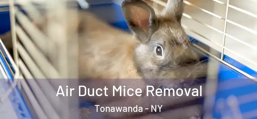  Air Duct Mice Removal Tonawanda - NY